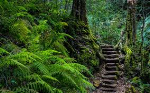 Что делают лестницы в лесах