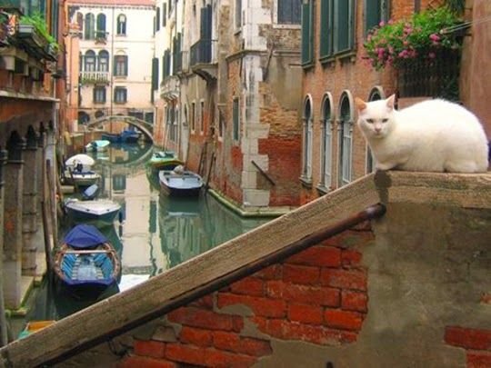 Почему из Венеции исчезли коты