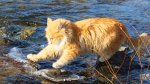 Живое лекарство. Шуточный рассказ