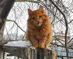 "Агнец божий"