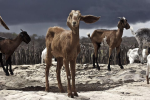 Знаменитые козы Бразильской пустыни Сертон