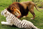 Львы и тигры в зоопарке