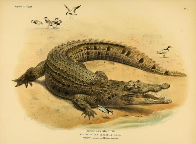 Это нильский крокодил (Crocodylus niloticus)
