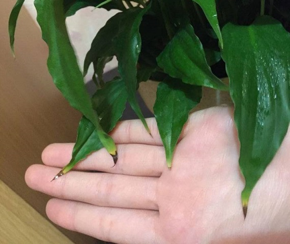 Что делать, если сохнут кончики листьев у комнатных растений: основные причины