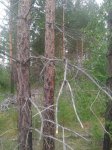 Странник или плот – судьбы