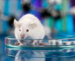 Нанороботы, созданные на основе ДНК мышей, представляют собой точный способ лечения рака