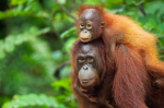 Орангутаны изменили поведение после разрушительных пожаров
