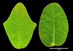 Могут ли растения видеть. Новые исследования Boquila trifoliolata