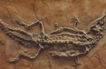Армадиллозух -  доисторический крокодил, облачённый в панцирь броненосца