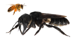 Гигантская пчела Уоллеса. Битва за признание