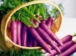 В древние времена морковь была фиолетового, а не оранжевого цвета