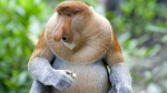 На Борнео обнаружена гибридная «таинственная обезьяна»