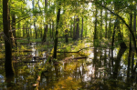 В поисках антибиотиков. Что ещё скрывает затопленный лес Алабамы