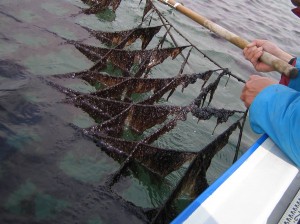 Нори – морские водоросли. История, способы приготовления и многое другое