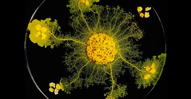 Physarum polycephalum - одноклеточный организм, который вырастает от нескольких сантиметров до метра и иногда содержит тысячи ядер