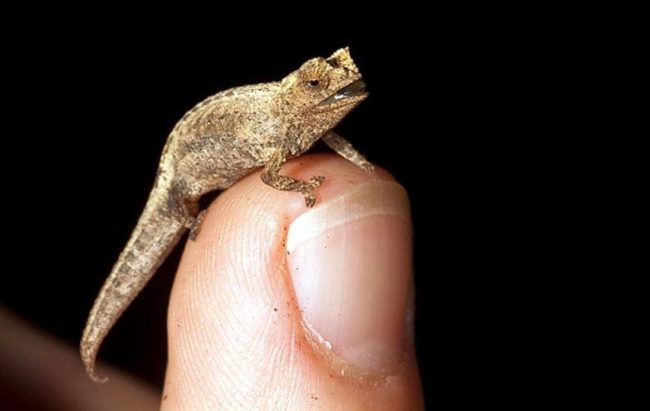 Обнаружена самая маленькая рептилия в мире