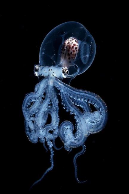 Что узнали учёные, поместив осьминогов в аппараты МРТ