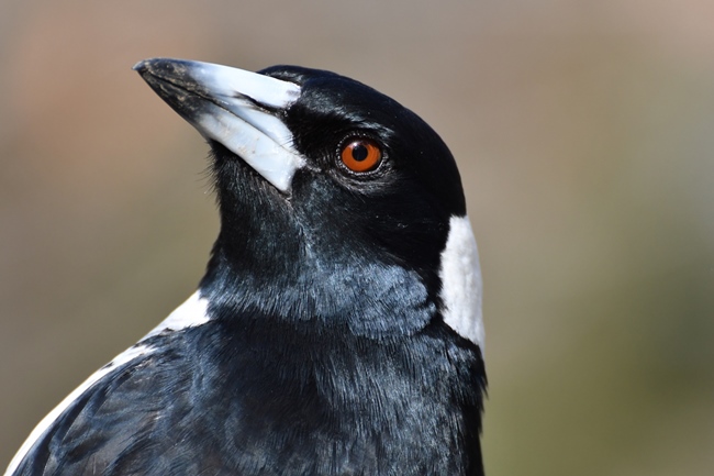 «Птицы перехитрили учёных»: сороки помогают друг другу снимать устройства слежения