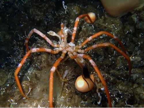 Странный тревожный мир морских пауков