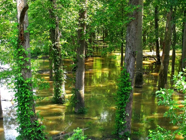 Что скрывается в затопленном лесу Алабамы