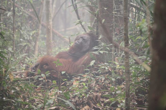 Орангутаны изменили поведение после разрушительных пожаров