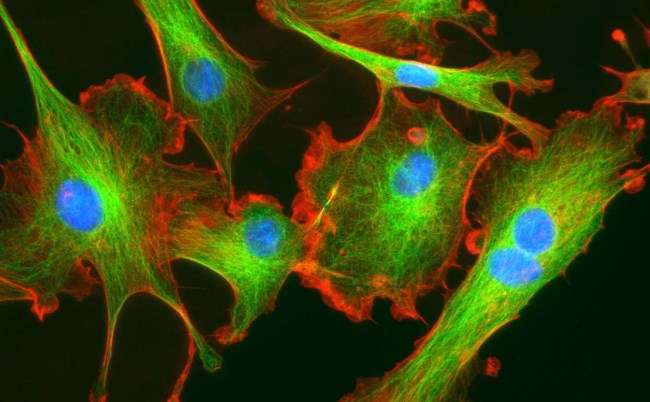 Клетки кожи помолодели на 30 лет благодаря новой методике «омоложения»
