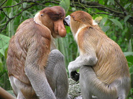 На Борнео обнаружена гибридная «таинственная обезьяна»