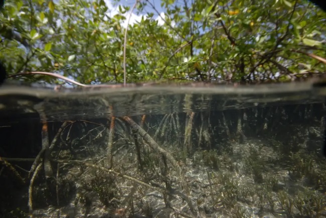Гигантские бактерии, видимые невооружённым глазом, обнаружены в мангровых зарослях