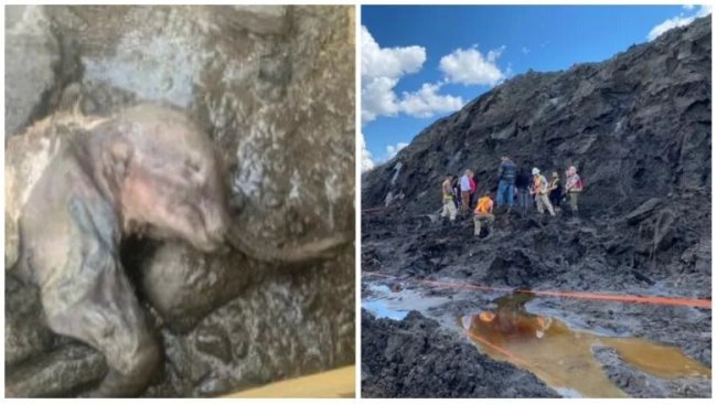 На золотых приисках Юкона обнаружен замороженный мамонтёнок