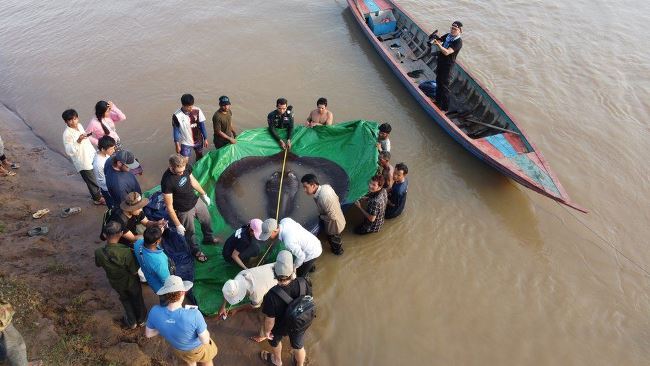 По мнению учёных в Меконге обнаружена самая большая в мире пресноводная рыба