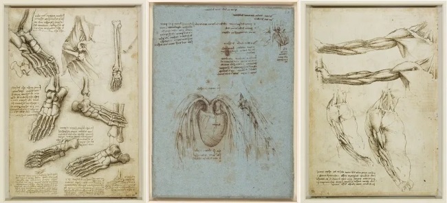 Красота анатомии в исполнении Леонардо да Винчи