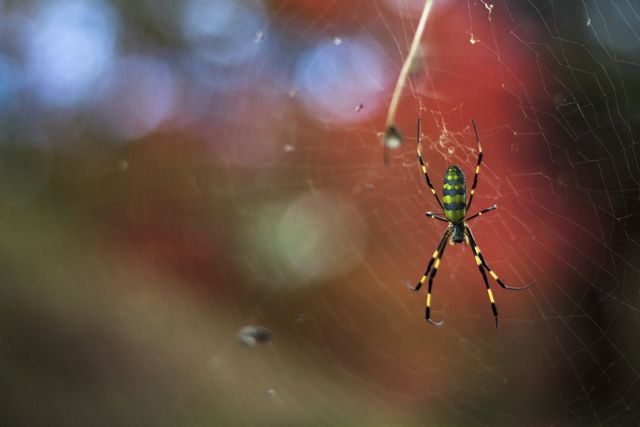 joro-spider-royalty-free-image-1672179915.jpg