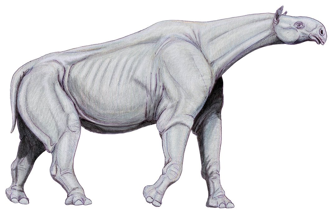 Paraceratherium.jpg
