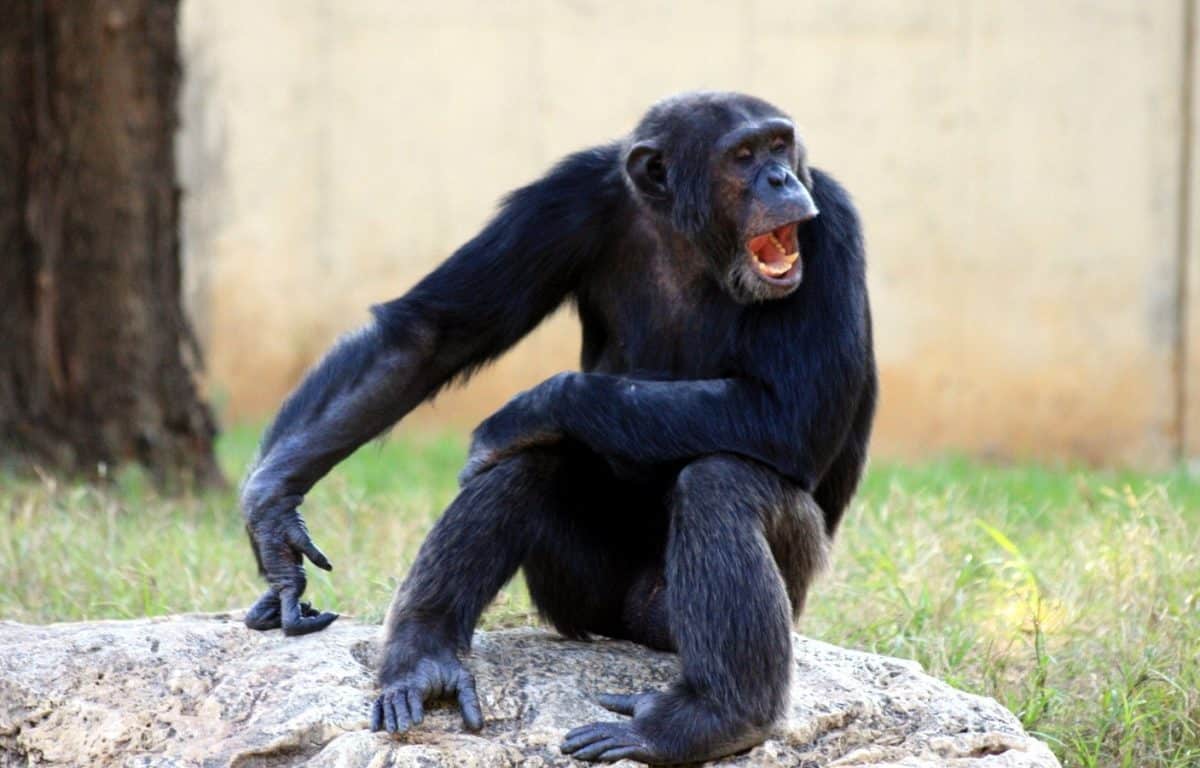 chimpanzee-mammal-common-chimpanzee.jpg