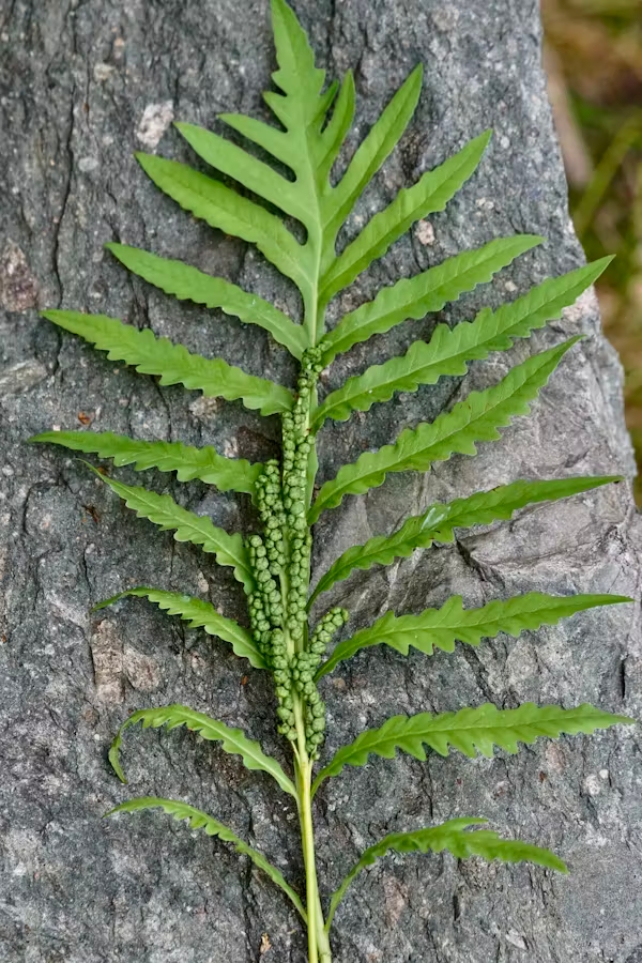 OnocleaSensibilisFern.jpg