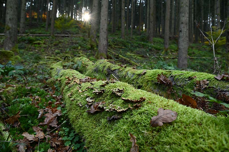 p-deadwood-in-forest.jpg