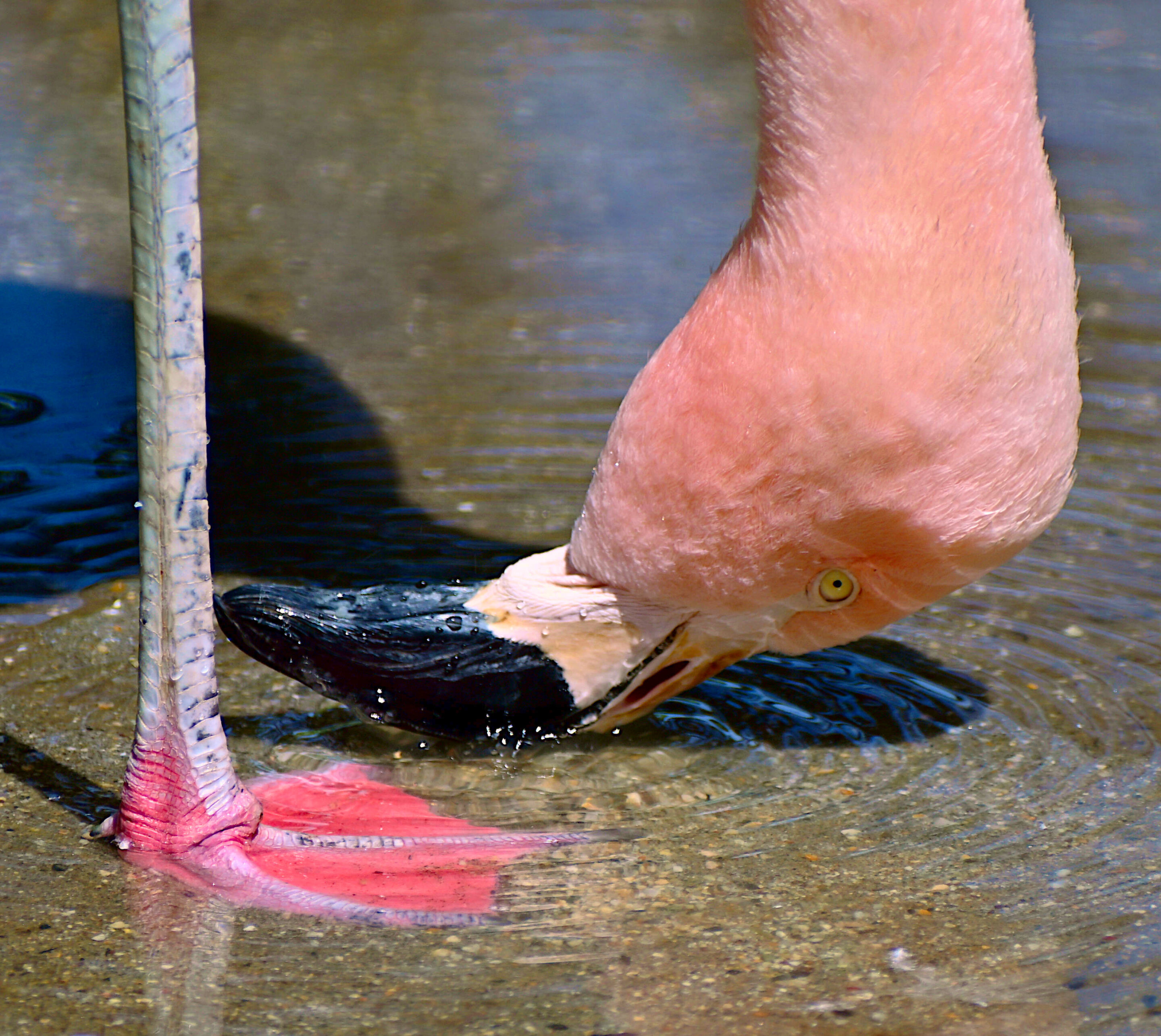 flamingos-create-water-1.jpg
