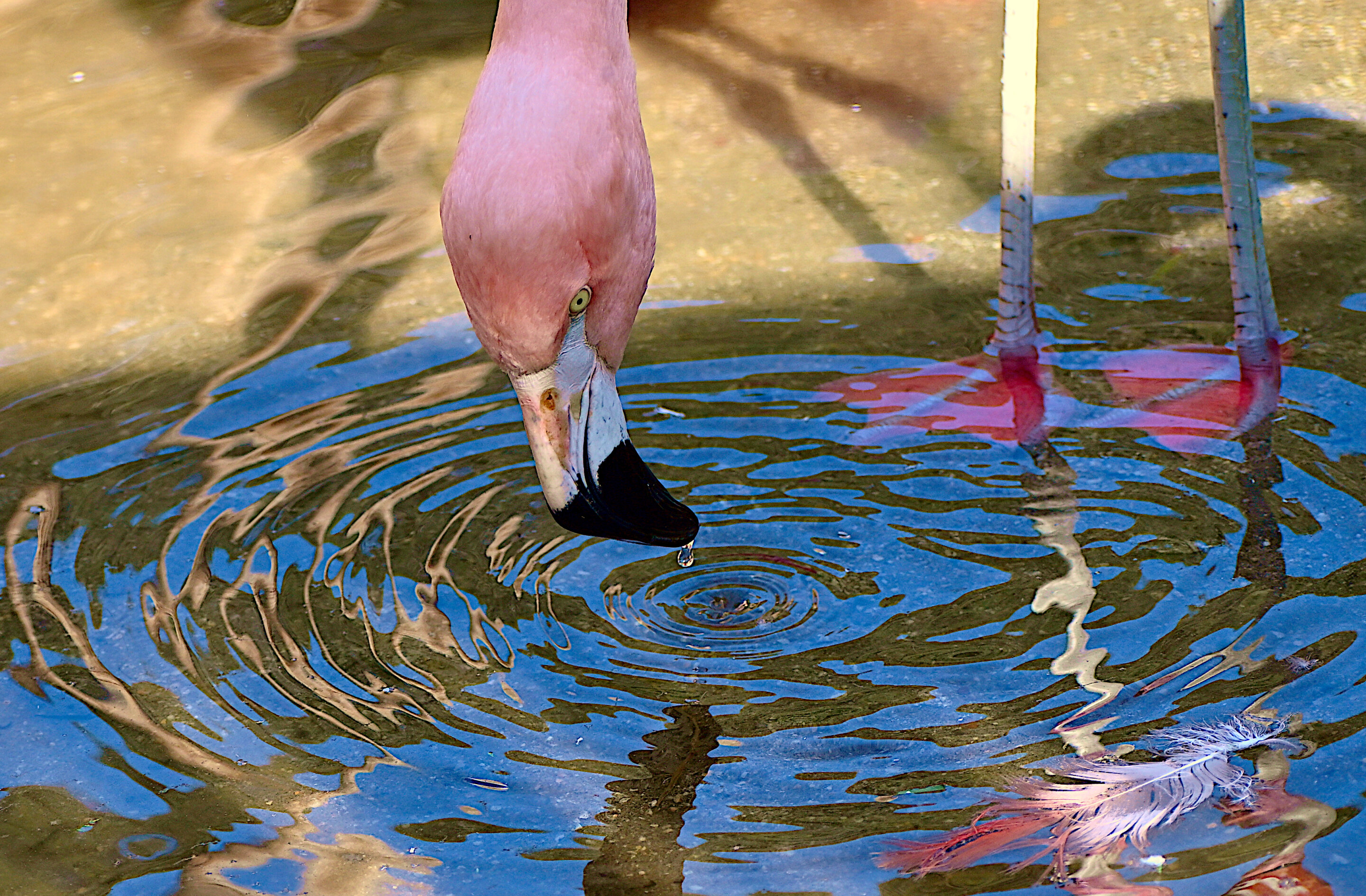 flamingos-create-water-2.jpg