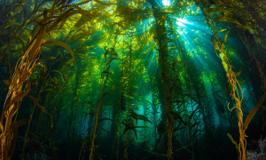 Скрытые подводные леса из водорослей обладают огромным потенциалом