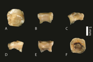 Найден древний зуб загадочного ребёнка денисовца