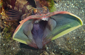 Саркастические бахромоголовы - ужасные морские хищники