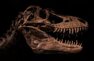 Первое в истории открытие динозавра: Мегалозавр