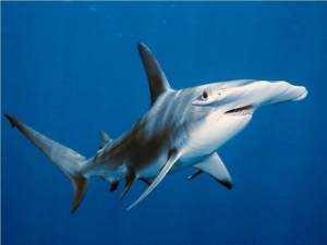 Акулы-молоты «задерживают дыхание» во время глубокого погружения 