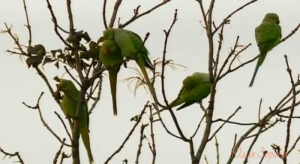 Дикие попугаи вдалеке от родной земли полюбили Лондон
