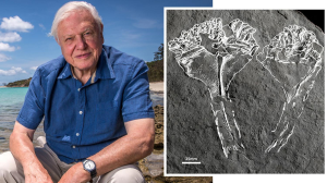 Найденная окаменелость ставит под вопрос, когда на Земле появились современные группы животных