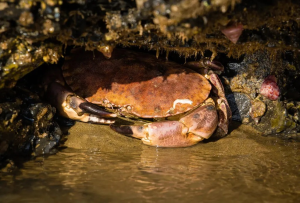 В португальской пещере нашли остатки жареного неандертальского краба