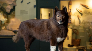 Хороший пёс с отличными генами: Балто, герой эстафеты на Аляске 1920-х годов