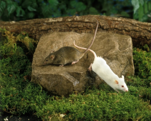 Запах ментола снижает симптомы болезни Альцгеймера у мышей