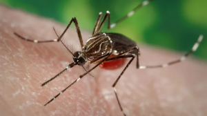 Как комары чуют человека