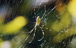 Дзерогумо - крутые пауки, плетущие прочные сети, на которых могут сидеть птицы